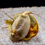 Frühjahrs-Schildkrebs Lepidurus apus lubbocki - Paar - Paarung - Urzeitkrebse (Produktbild)