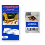 Mongolische Muschelschaler - Eocyzicus davidi - mit Anleitung - Rarität (Produktbild)