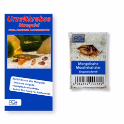 Mongolische Muschelschaler - Eocyzicus davidi - mit Anleitung - Rarität Mongolische Muschelschaler - Eocyzicus davidi - mit Anleitung - Rarität (Produktbild)