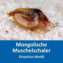 Mongolische Muschelschaler - Eocyzicus davidi Mongolische Muschelschaler - Eocyzicus davidi (Produktbild)