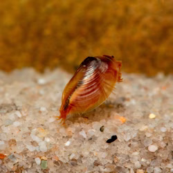 Mongolische Muschelschaler - Eocyzicus davidi Mongolische Muschelschaler - Eocyzicus davidi, adult