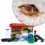 Premium Urzeitkrebse Komplettset Mongolische Muschelschaler Eocyzicus davidi mit LED-Beleuchtung - Filter und Heizung  (Produktbild)