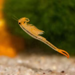 Urzeitkrebse  Mongolische Süßwasser Feenkrebse Branchipodopsis affinis freischwimmend (Produktbild)