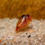 Mongolische Muschelschaler - Eocyzicus davidi, adult (Produktbild)