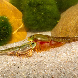 Triops sp. Mongolei Triops sp. Mongolei (Produktbild)