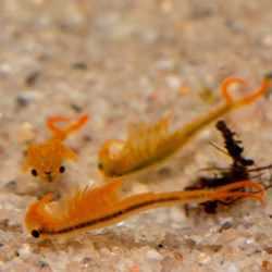 Urzeitkrebse Mongolische Süßwasser Feenkrebse Branchipodopsis affinis Gruppe Urzeitkrebse Mongolische Süßwasser Feenkrebse Branchipodopsis affinis Gruppe (Produktbild)