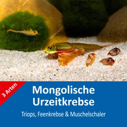 Mongolische Urzeitkrebse - Triops - Feenkrebse - Muschelschaler - mit Anleitung - RARITÄT Mongolische Urzeitkrebse - Triops - Feenkrebse - Muschelschaler - mit Anleitung - RARITÄT (Produktbild)