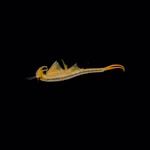 Urzeitkrebse  Mongolische Süßwasser Feenkrebse Branchipodopsis affinis schwimmend (Produktbild)