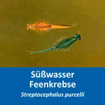 Suedafrikanische Feenkrebse - Streptocephalus purcelli - Urzeitkrebse (Produktbild)