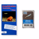 Siam Feenkrebse - Streptocephalus siamensis - Zuchtansatz mit Anleitung (Produktbild)
