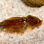 Triops cancriformis - Urzeitkrebse (Produktbild)
