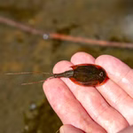 Triops cancriformis - Urzeitkrebse (Produktbild)