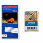 Triops cancriformis Österreich - March Auen - Urzeitkrebse - Zuchtansatz mit Anleitung (Produktbild)