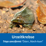 Triops cancriformis Österreich - March Auen - Urzeitkrebse (Produktbild)