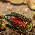 Triops cancriformis - europäischer Urzeitkrebs  (Produktbild)