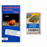 Triops cancriformis Frankreich grün - Urzeitkrebse Zuchtansatz mit Anleitung (Produktbild)