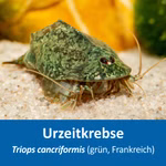 Triops cancriformis Frankreich grün - Urzeitkrebse (Produktbild)