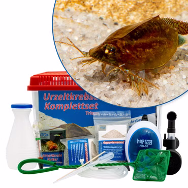 Großes Triops cancriformis Komplettset mit Zubehör und Filter Großes Triops cancriformis Komplettset mit Zubehör und Filter (Produktbild)