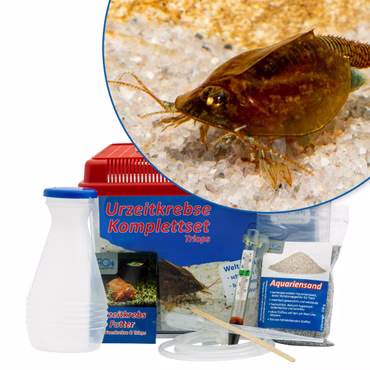 Mittleres Triops cancriformis Komplettset Mittleres Triops cancriformis Komplettset (Produktbild)