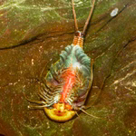 Triops cancriformis - europäischer Urzeitkrebs  (Produktbild)