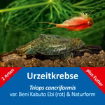 Triops cancriformis - Naturform und Beni Kabuto Ebi rot - Urzeitkrebse (Produktbild)