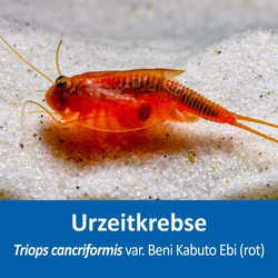 Triops cancriformis - Beni Kabuto Ebi rot - Urzeitkrebse Triops cancriformis - Beni Kabuto Ebi rot - Urzeitkrebse (Produktbild)