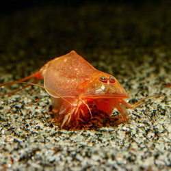 Triops cancriformis - Beni Kabuto Ebi rot - Urzeitkrebse Triops cancriformis - Beni Kabuto Ebi rot - Urzeitkrebse (Produktbild)