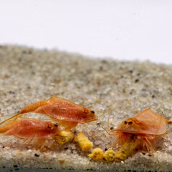 Triops cancriformis - Beni Kabuto Ebi rot - Urzeitkrebse Triops cancriformis - Beni Kabuto Ebi rot - Urzeitkrebse (Produktbild)