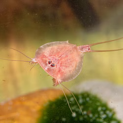 Triops cancriformis - Beni Kabuto Ebi rot - Urzeitkrebse Triops cancriformis - Beni Kabuto Ebi rot - Urzeitkrebse (Produktbild)