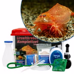 Großes Triops cancriformis Beni Kabuto Ebi rot Komplettset mit Zubehör und Filter (Produktbild)
