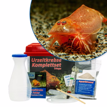 Mittleres Triops cancriformis Beni Kabuto Ebi rot Komplettset Mittleres Triops cancriformis Beni Kabuto Ebi rot Komplettset (Produktbild)