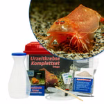Mittleres Triops cancriformis Beni Kabuto Ebi rot Komplettset (Produktbild)