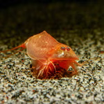 Triops cancriformis Beni Kabuto Ebi rot - Urzeitkrebse (Produktbild)