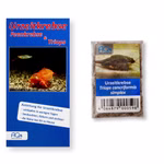 Triops cancriformis simplex - Urzeitkrebse - Zuchtansatz mit Anleitung (Produktbild)