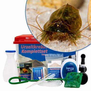 Großes Triops cancriformis simplex Komplettset mit Zubehör und Filter Großes Triops cancriformis simplex Komplettset mit Zubehör und Filter (Produktbild)