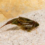 Triops cancriformis simplex - Kleiner Sommerschildkrebs - Urzeitkrebs  (Produktbild)