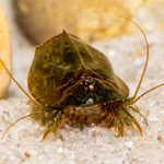 Triops cancriformis simplex - Kleiner Sommerschildkrebs - Urzeitkrebs  (Produktbild)