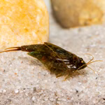 Triops cancriformis simplex - Urzeitkrebse (Produktbild)