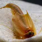 Triops longicaudatus rot - Roter Amerikanischer Urzeitkrebs im Boden wühlend (Produktbild)