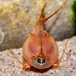 Triops longicaudatus rot - Roter Amerikanischer Urzeitkrebs - Draufsicht (Produktbild)