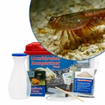Mittleres Triops granarius Komplettset - Japanischer Urzeitkrebs (Produktbild)