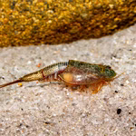 Triops longicaudatus Black Beauty - Urzeitkrebse (Produktbild)