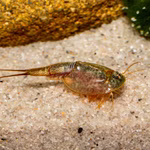 Triops longicaudatus Black Beauty - Urzeitkrebse (Produktbild)