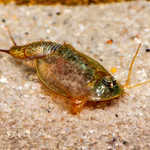 Triops longicaudatus Black Beauty - Urzeitkrebse (Produktbild)