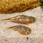 Triops longicaudatus Black Beauty - Urzeitkrebse (Produktbild)