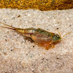 Triops longicaudatus Black Beauty - Urzeitkrebse (Produktbild)