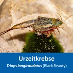 Triops longicaudatus Black Beauty - Urzeitkrebse (Produktbild)