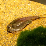 Triops cf. longicaudatus Hawaii - Urzeitkrebse (Produktbild)