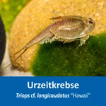 Triops cf. longicaudatus Hawaii - Urzeitkrebse (Produktbild)