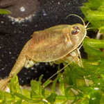 Triops cf. longicaudatus Hawaii - Urzeitkrebse (Produktbild)